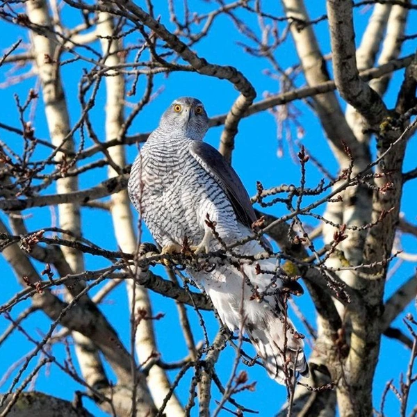 Источник: Станислав Крутоверцев / «Каждой твари по паре».