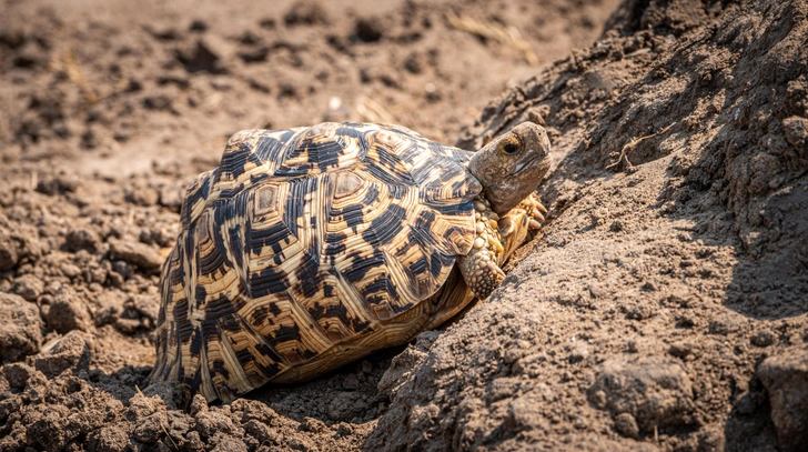 Источник: HandmadePictures via Shutterstock/Fotodom.ru