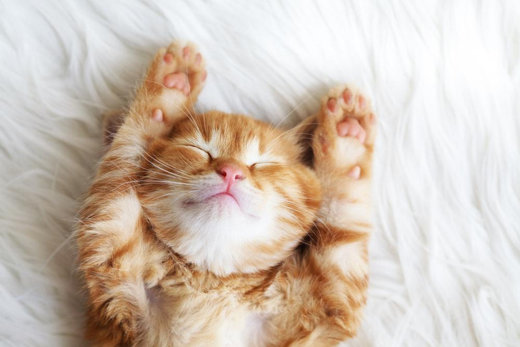 Самый быстрый тест на склонность к Альцгеймеру: найдите спящего кота на фото за 5 секунд