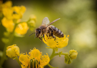 Ученые изобрели вакцину против аллергии на яд пчел