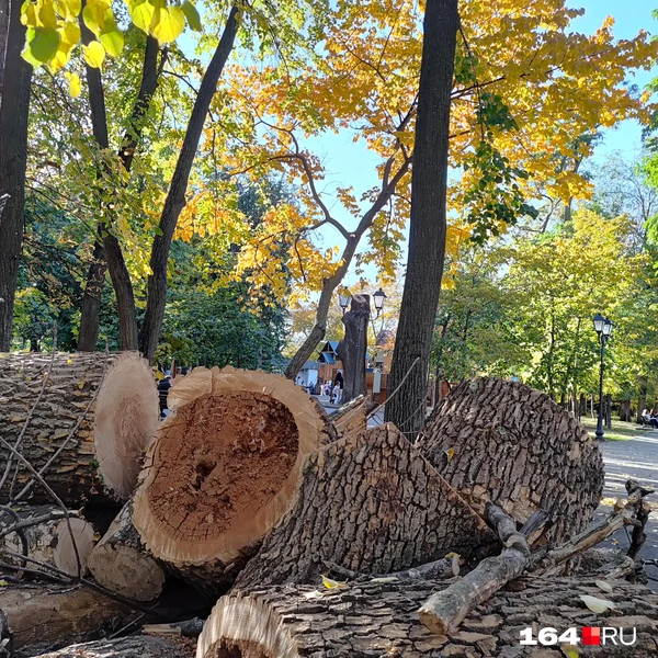 Источник: Сергей Гендин / 164.RU