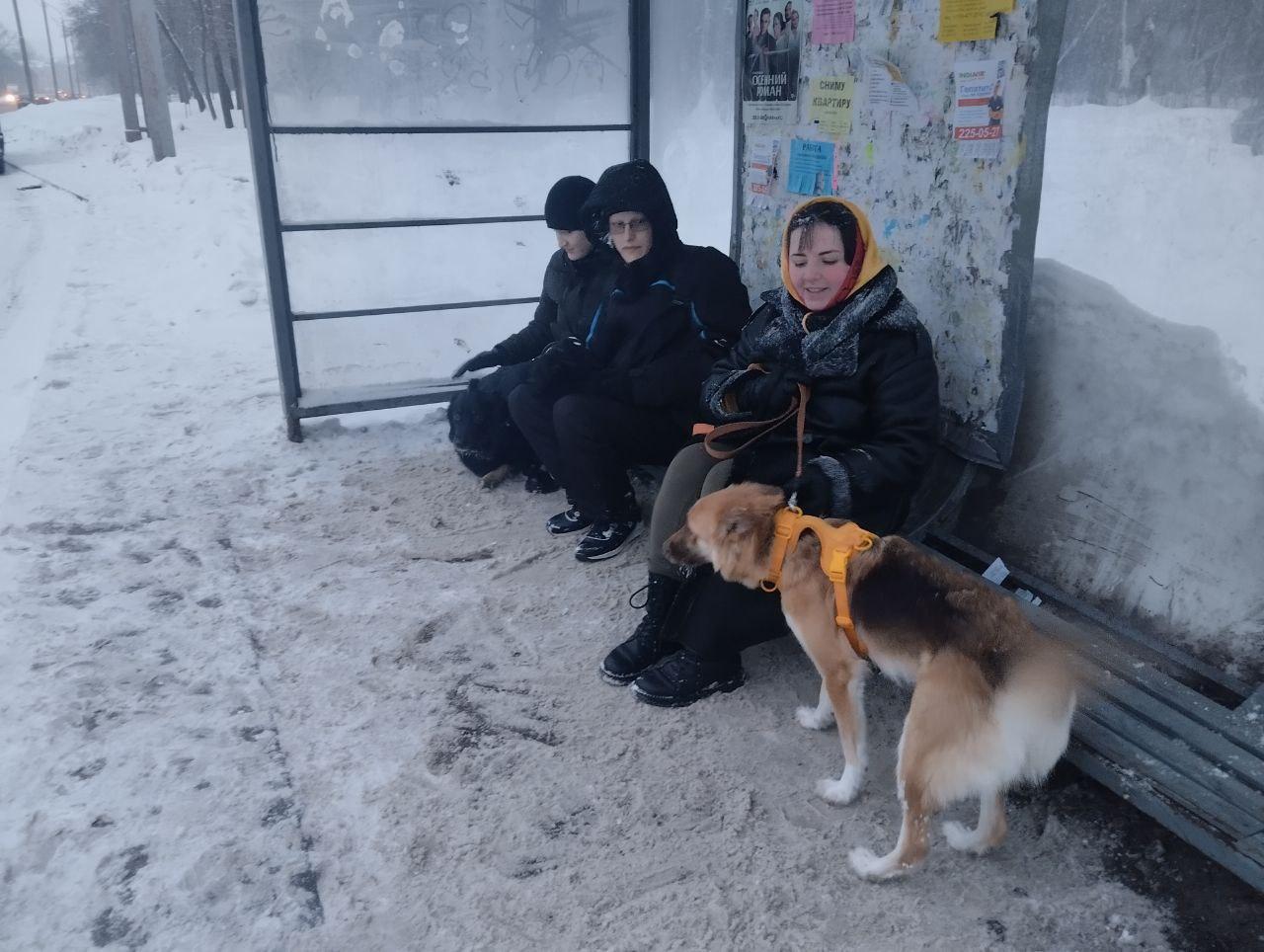 Она для гномиков? У Балатовского парка поставили остановку с очень низкой лавочкой