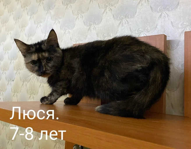 Источник: «Помощь бездомным животным г. Полярные Зори!» / Vk.com