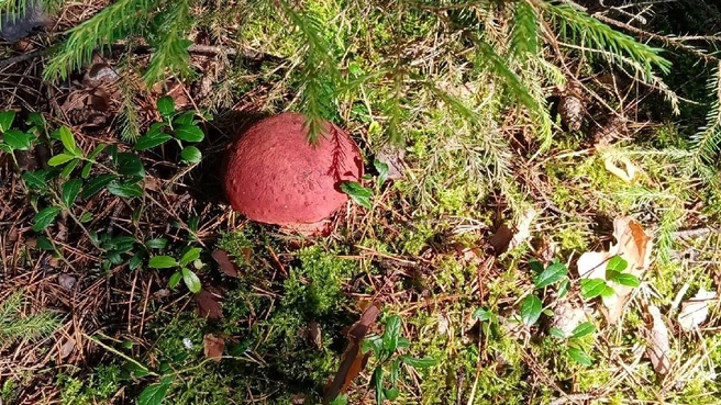 Больше всего боровиков можно найти в районе Тавды | Источник: Людмила Буздалова / «Уральский яжегрибник» / Vk.com