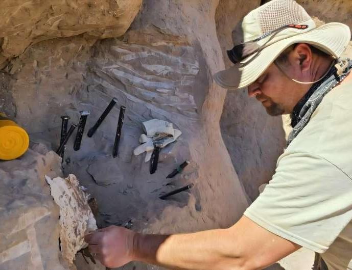 Кроха меняет историю: окаменелость возрастом 90 миллионов лет заставила пересмотреть эволюцию