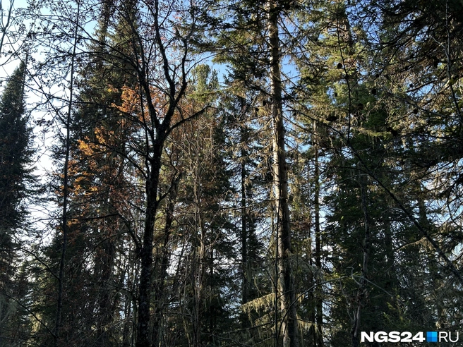 Медвежья тайга | Источник: Алексей Тайганавт / NGS24.RU