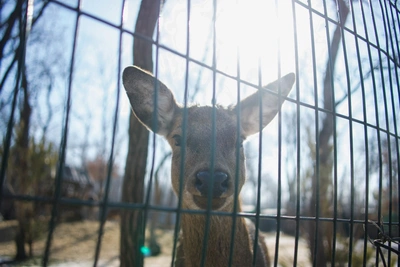 Олень выбежал на дорогу в Иркутске: видео инцидента