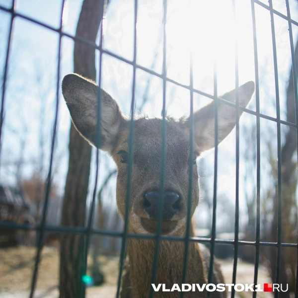 Источник: Елена Буйвол / VLADIVOSTOK1.RU