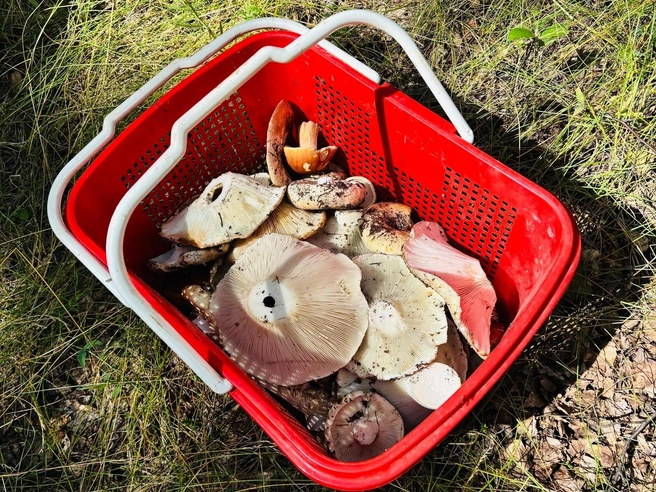 Пока грибники возвращаются из леса с полупустыми корзинками  | Источник: Дары лесов Урала. Грибы Екатеринбурга и области / V.com