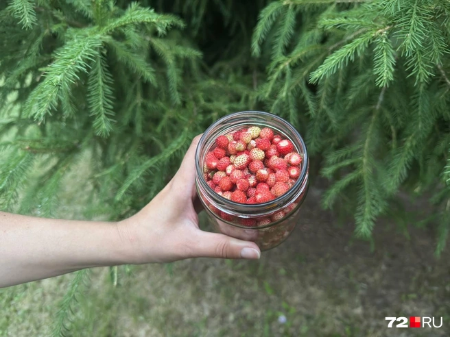 Вкус лета в прозрачной банке. Любите собирать лесные дары или предпочитаете их только есть? Расскажите в комментариях | Источник: читательница 72.RU