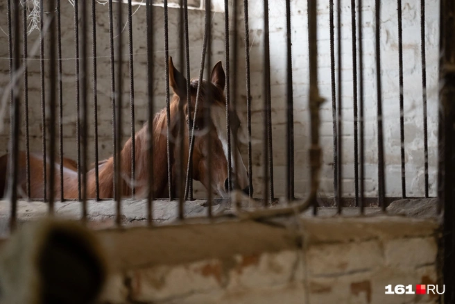 Источник: Евгений Вдовин / 161.RU