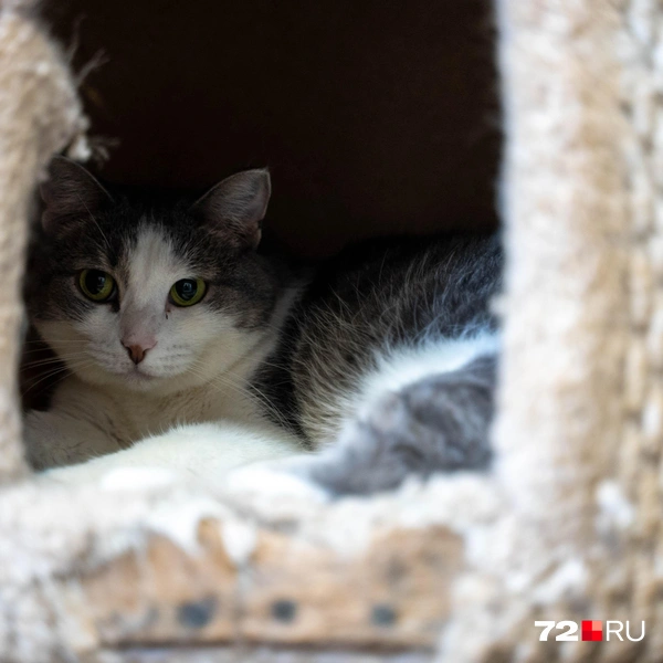 Источник: Илья Чикотин / 72.RU