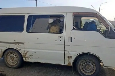 95% скота перевозят в необорудованном транспорте в Забайкалье
