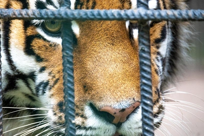 Two Amur Tigers Captured in Primorye's Andreyevka Within a Day