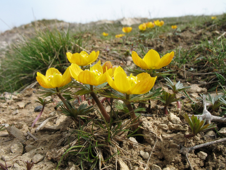 Цветок жизни: в растении из Киргизии нашли вещества для борьбы с раком и многими другими заболеваниями