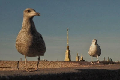 Синоптик Колесов дал прогноз на май в Петербурге