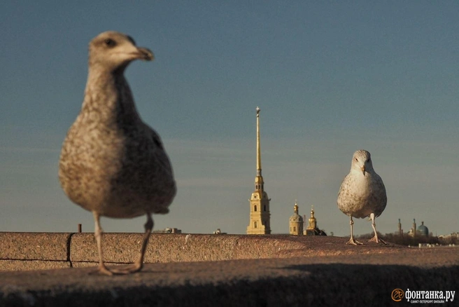 И Петербург, и Москва в тылу одного циклона. Но погода различается, решайте, где хуже | Источник: Михаил Огнев / «Фонтанка.ру»
