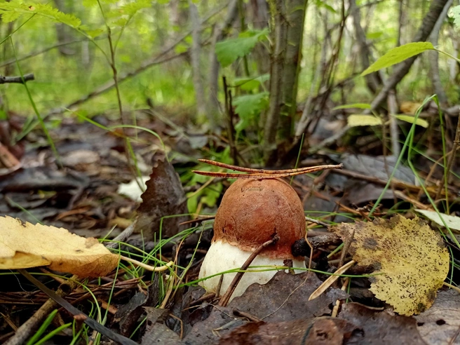 Источник: Светлана Звонарева