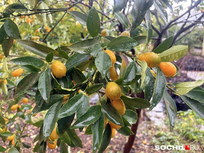 Кумкват в Сочи мало кто выращивает  | Источник: Анна Грицевич / SOCHI1.RU