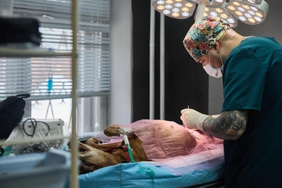 Volunteers Open Animal Hospital in Academgorodok After Clinic's High Bill