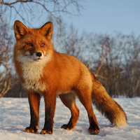Аватарка RedFox