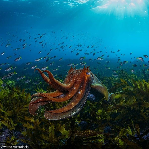 Победитель в номинации «Сиднейские воды» | Источник: Talia Greis / Underwater Awards Australasia 2025