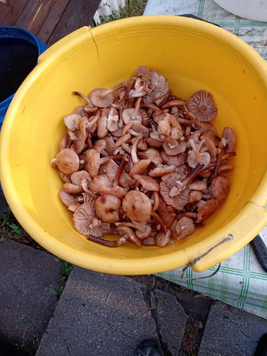 Пять литров! | Источник: Сергей Михайлов / vk.com