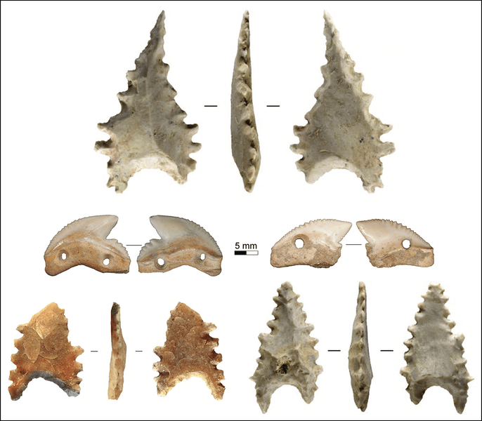 Зубы войны: как использовали акульи клыки на острове Сулавеси 7000 лет назад?