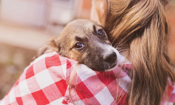 Как приучить собаку к чистке зубов, подсказала ветеринар Левченко | Источник: iStockphoto/Pekic