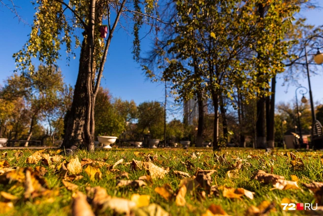 Почувствуйте себя опавшей листвой | Источник: Ирина Шарова / 72.RU