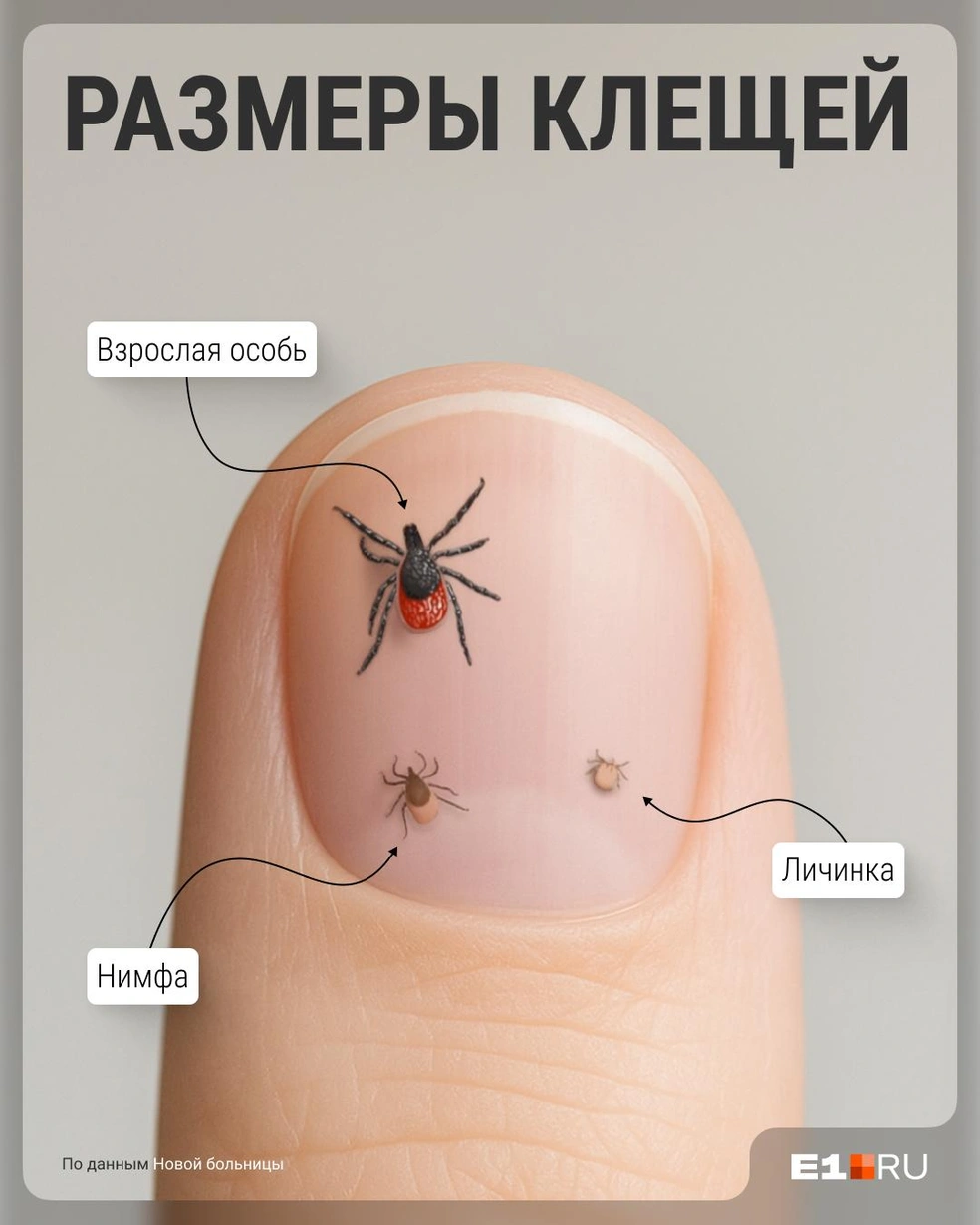 Не хотим вас пугать, но самых мелких клещей вы можете попросту не разглядеть | Источник: Филипп Сапегин / E1.RU