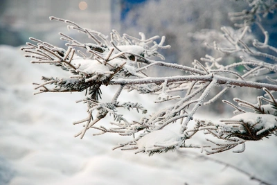 Никонов день: традиции и запреты 24 декабря