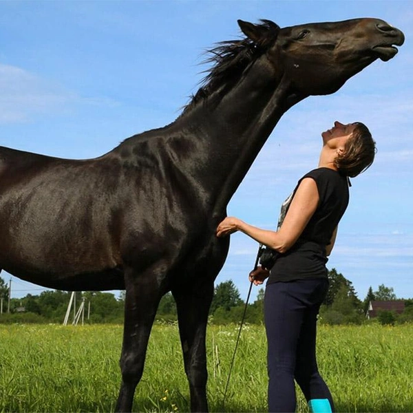 Источник: Школа Свободных Лошадей/koneterapia.ru