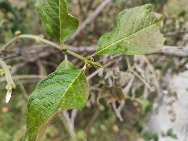 Растительность откликнулась на потепление | Источник: Александра Бруня / NGS.RU