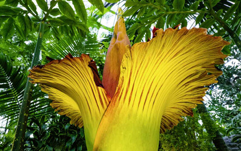 «Когда люди видят цветущий аморфофаллус, они радуются как дети»: зачем сумасшедший фермер выращивает «трупные цветы» на Суматре
