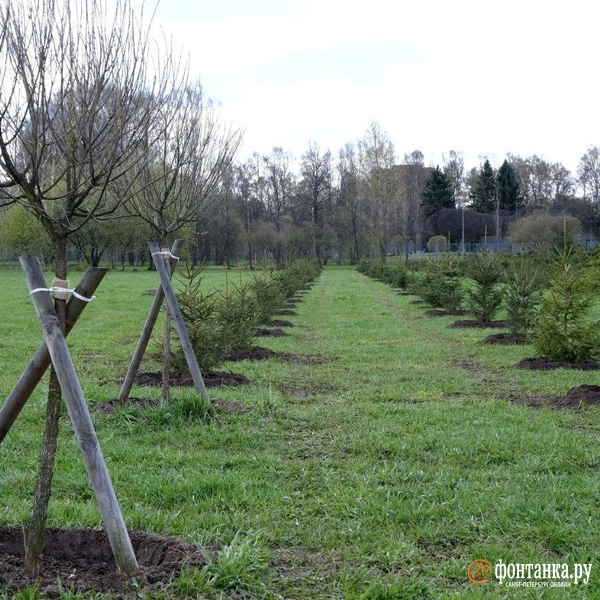 Источник: Анжела Мнацаканян