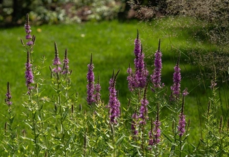 Терапия через природу: 4 принципа создания сада, который успокаивает