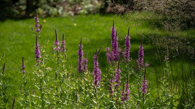 Терапия через природу: 4 принципа создания сада, который успокаивает