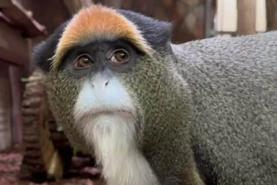Новая пара мартышек Бразза в Ленинградском зоопарке