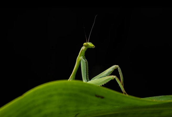 Одна тут отдыхаешь? | Источник: Diego Perez / Nikon Comedy Wildlife Photography Awards 2026