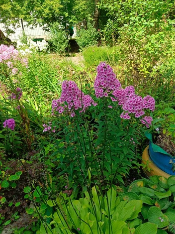 Людям жаль трудов инициативной жительницы | Источник: читатели НГС