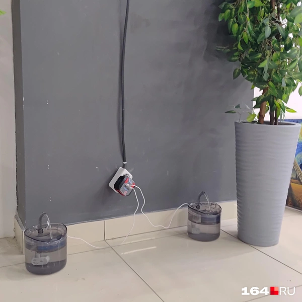 Источник: Сергей Гендин / 164.RU