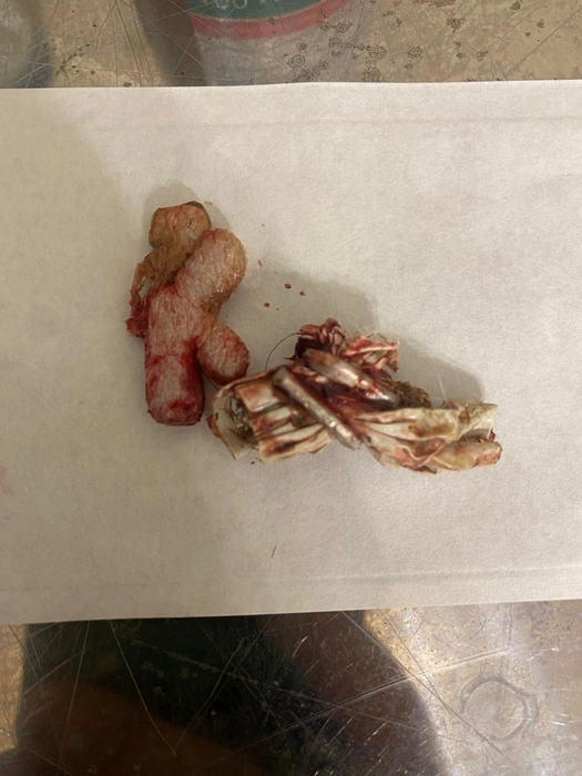 Находка ветеринаров | Источник: Управление ветеринарии Якутии / t.me