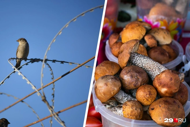 Выяснили, будут ли сажать грибников | Источник: Надежда Тихомирова / 45.RU, Ксения Филимонова / IRCITY.RU