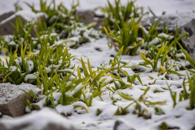 В Зауралье ожидается похолодание до -8 градусов и мокрый снег
