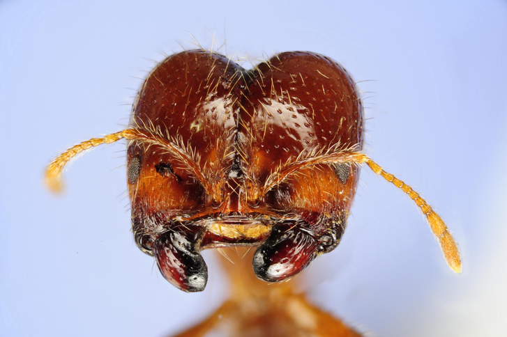 Как муравьи победили конкистадоров: правдивая история