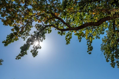 Соловьиную рощу в Ростове вырубят из-за заражения ясеней