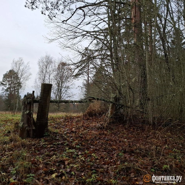 Источник: Ирина Багликова / «Фонтанка.ру»