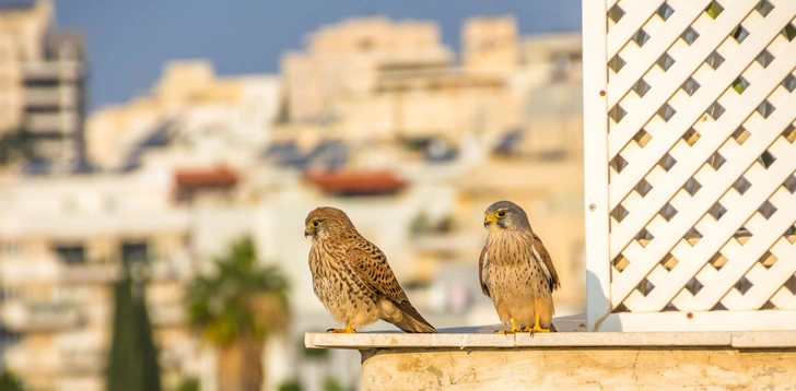 Источник: rontav via Shutterstock/Fotodom.ru