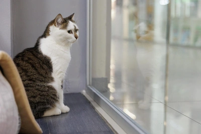 Volunteers open cat home in Tyumen mall — video
